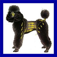 a well breed Poodle dog